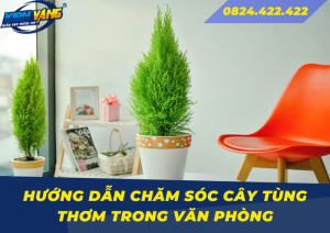 huong dan cham soc cay tung thom trong van phong 00