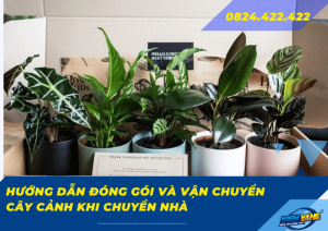 huong dan dong goi va van chuyen cay canh khi chuyen nha 0 2