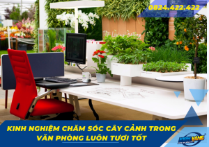 kinh nghiem cham soc cay canh trong van phong luon tuoi tot 0